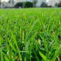 Time to Touch Grass