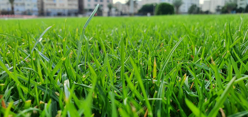Featured image of post Time to Touch Grass